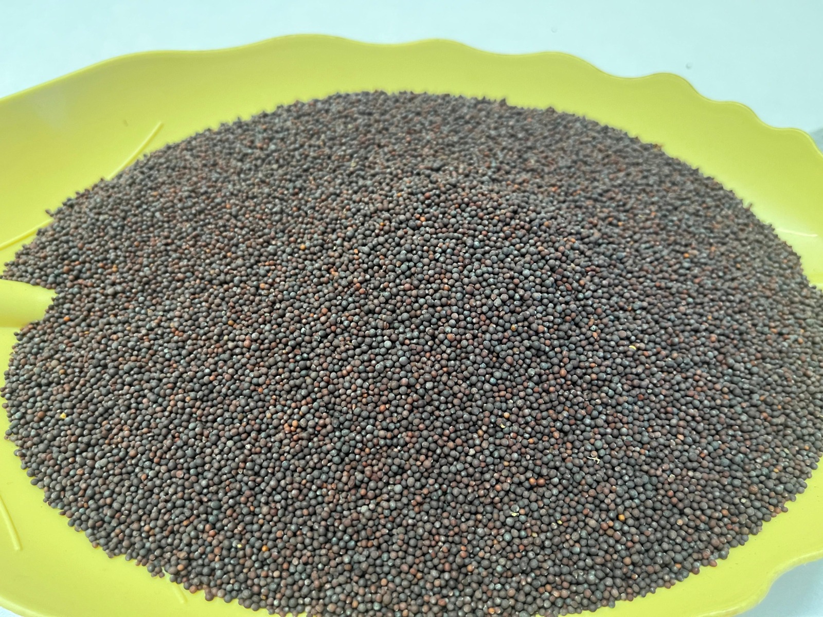 WhatsApp Image 2024-10-13 at 5.59.54 PM (1)